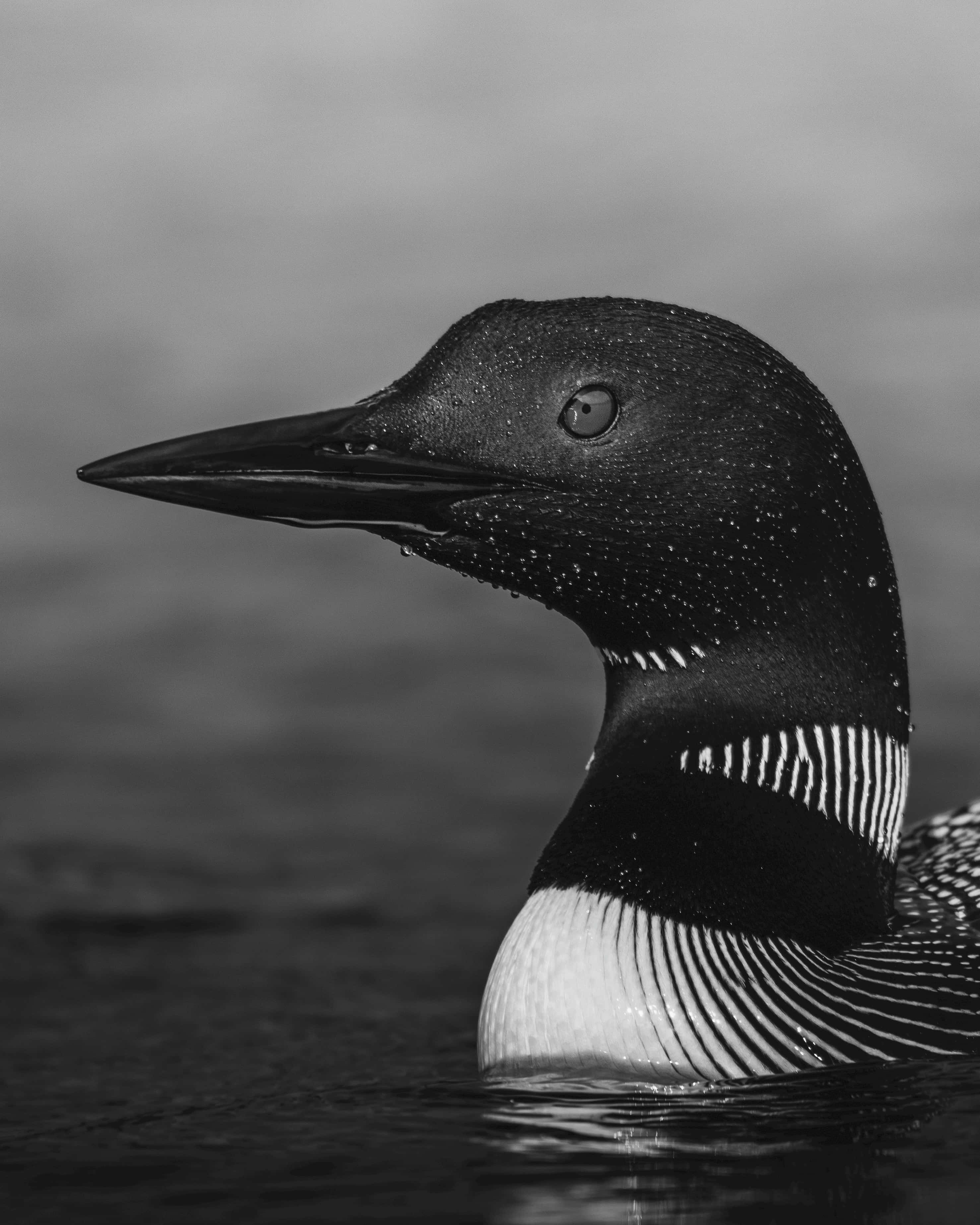 Loon 桌布 壁紙 — 一隻潛鳥的頭部和頸部從平靜水面浮現的黑白特寫，羽毛圖案細緻入微。