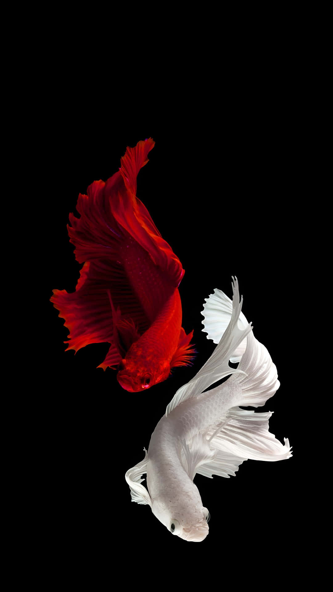  壁紙 — 一條引人注目的紅白鬥魚在純黑背景上優雅地游動，展示其流動的魚鰭。
