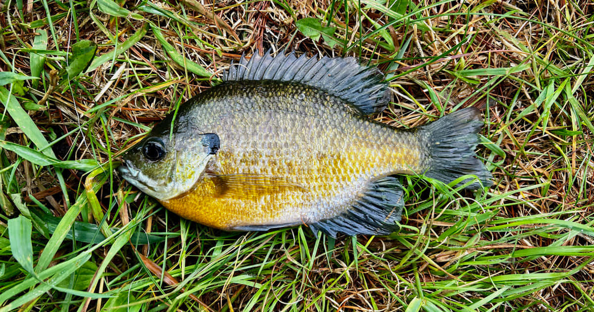  壁紙 — 一條金色腹部和深色鰭的翻車魚，躺在綠色和棕色草叢中休息。