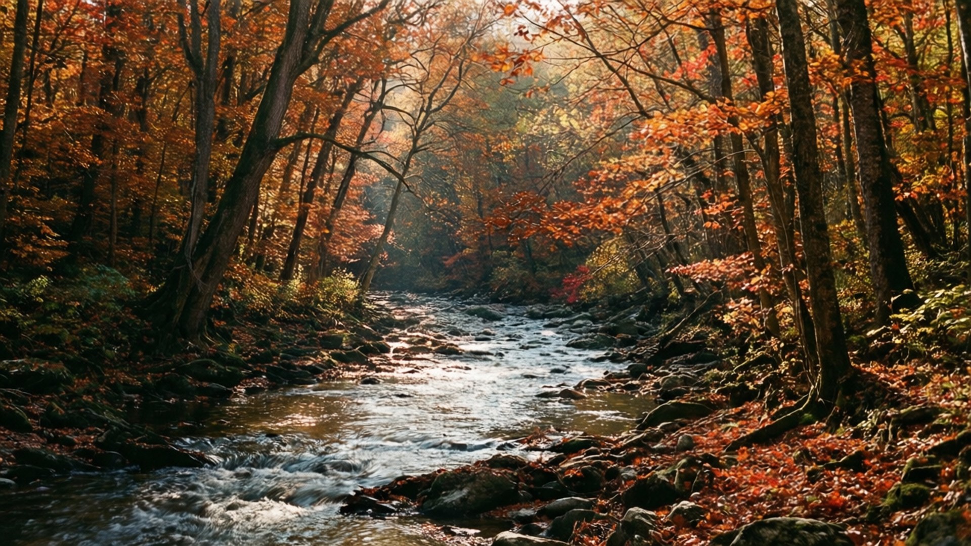 Autumn Forest River 壁紙 — 陽光明媚的秋日森林，一條湍急的小溪蜿蜒穿過橙色和紅色的樹葉。