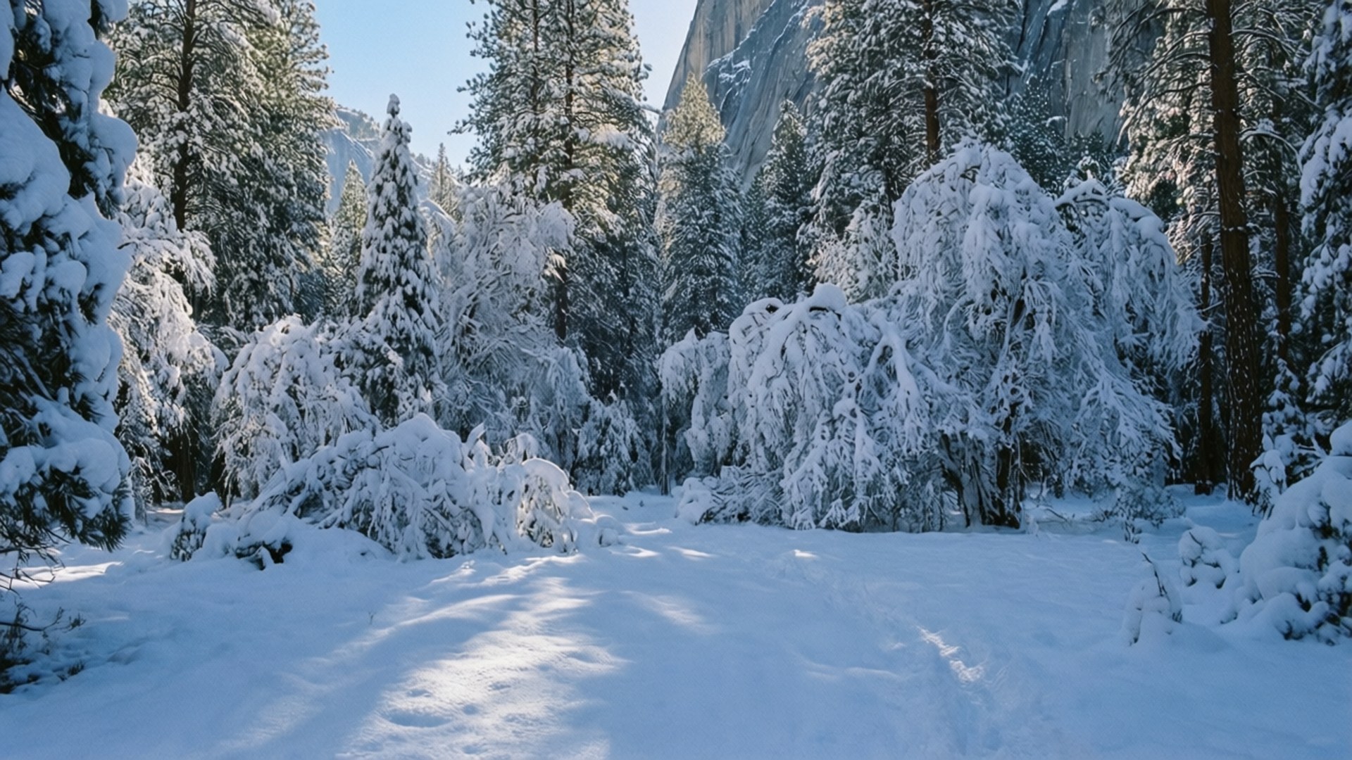 Winter Wonderland Yosemite 壁紙 — 一條陽光明媚的雪地森林小徑蜿蜒穿過積雪的常青樹，背景中聳立著花崗岩懸崖。