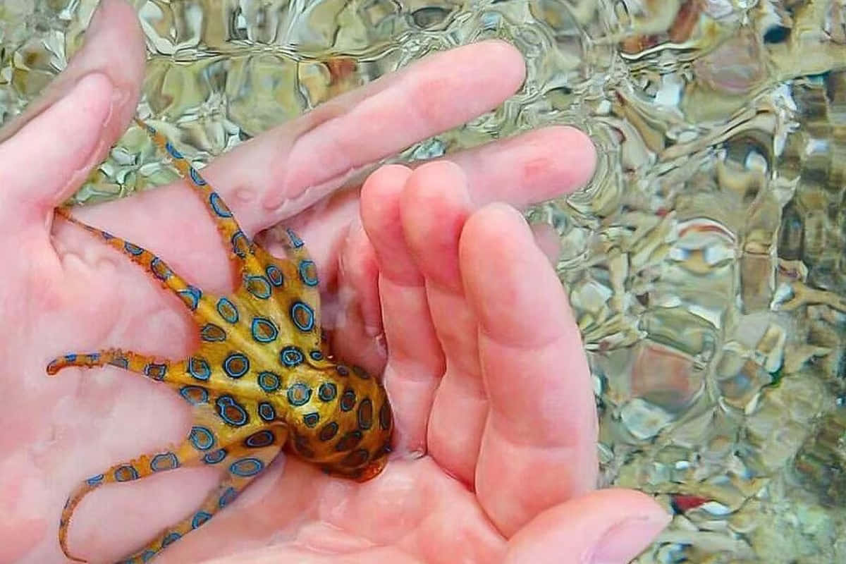  壁紙 — 一隻細小的藍環章魚輕輕地躺在合攏的人類雙手中，上方是閃爍的清澈海水。
