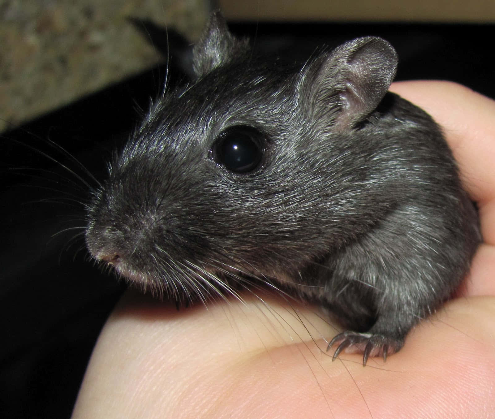Gerbil 桌布 壁紙 — 一隻深灰色的小型囓齒動物，有著大大的黑色眼睛，輕輕地躺在人的手中，其鬍鬚和柔軟的毛髮在特寫燈光下細節清晰可見。