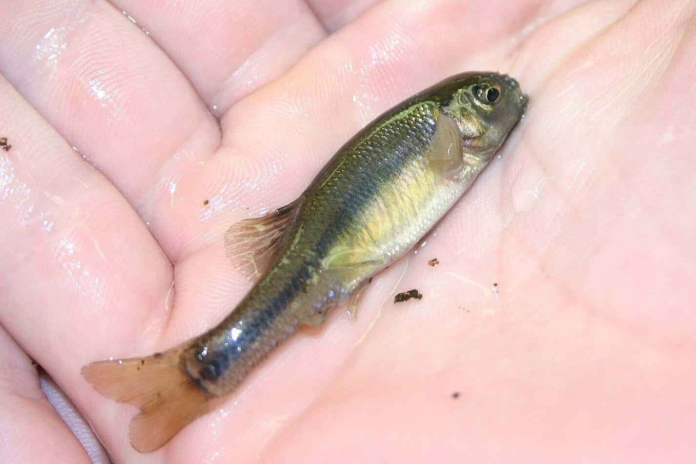  壁紙 — 一條帶有橄欖色和黃色鱗片的小魚，輕輕地躺在一個人捧著、沾滿水的手掌中。