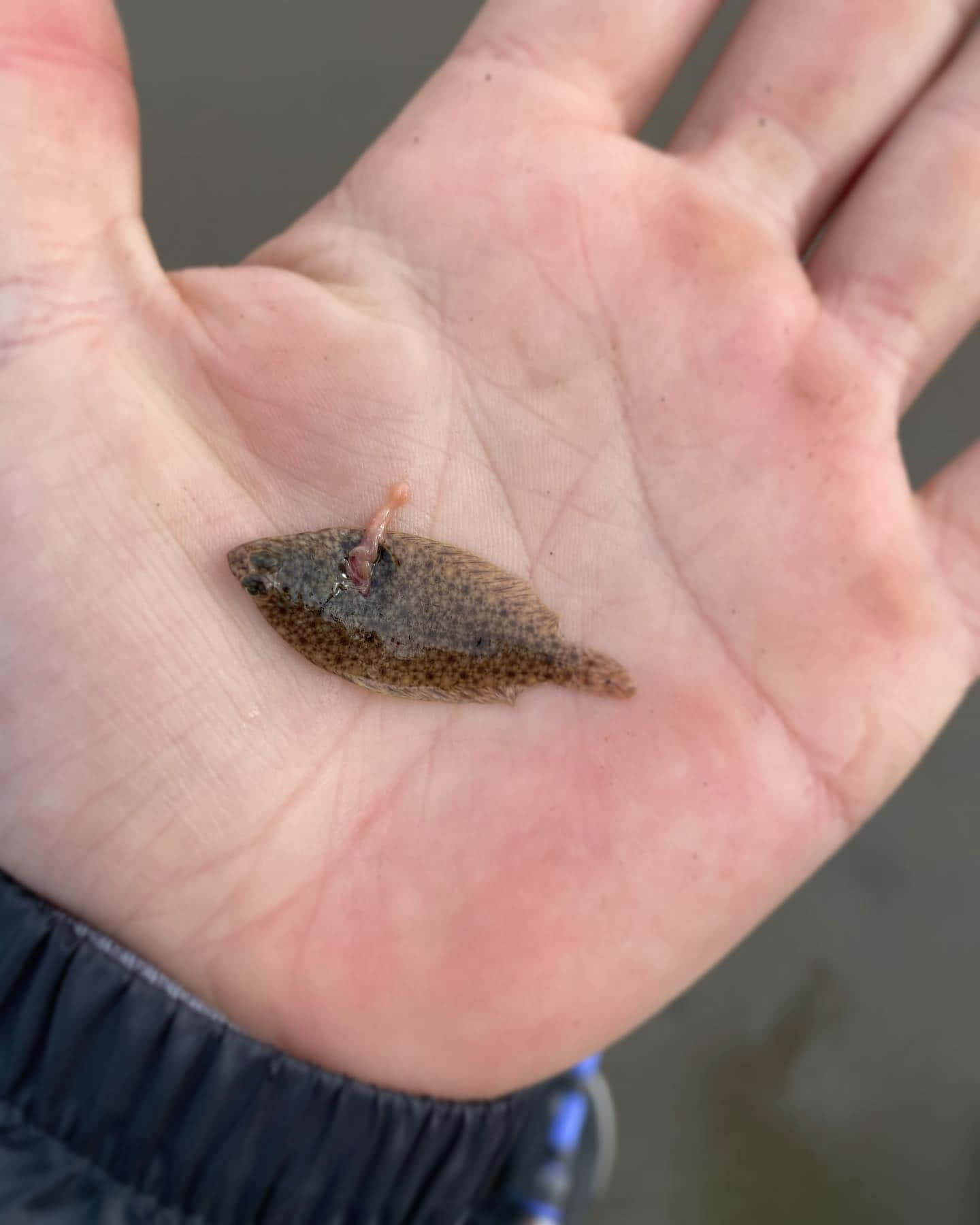  壁紙 — 一條帶有斑駁棕色鱗片的小比目魚，在近水處的人手掌中休息。