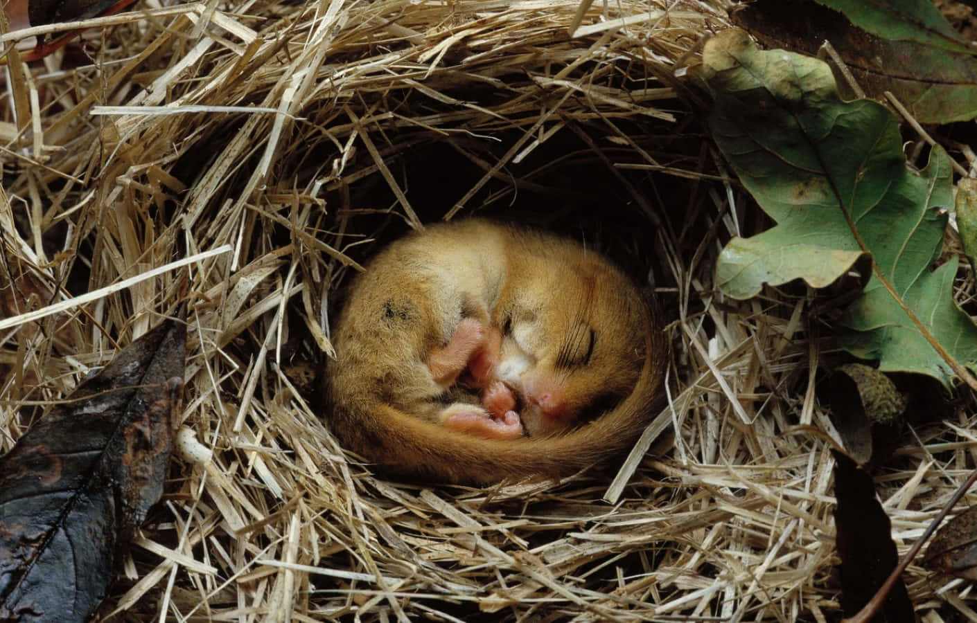 Hibernation 桌布 壁紙 — 一隻細小的睡鼠蜷縮在乾草和樹葉築成的巢中睡覺。