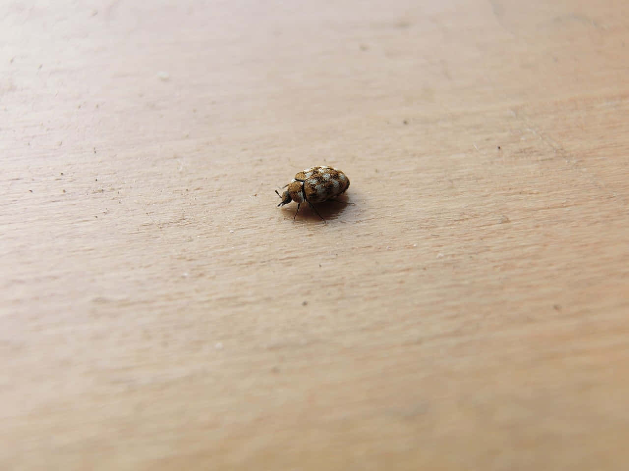  壁紙 — 一隻細小的斑點甲蟲在光滑的淺色木質表面上爬行，畫面寧靜而特寫。