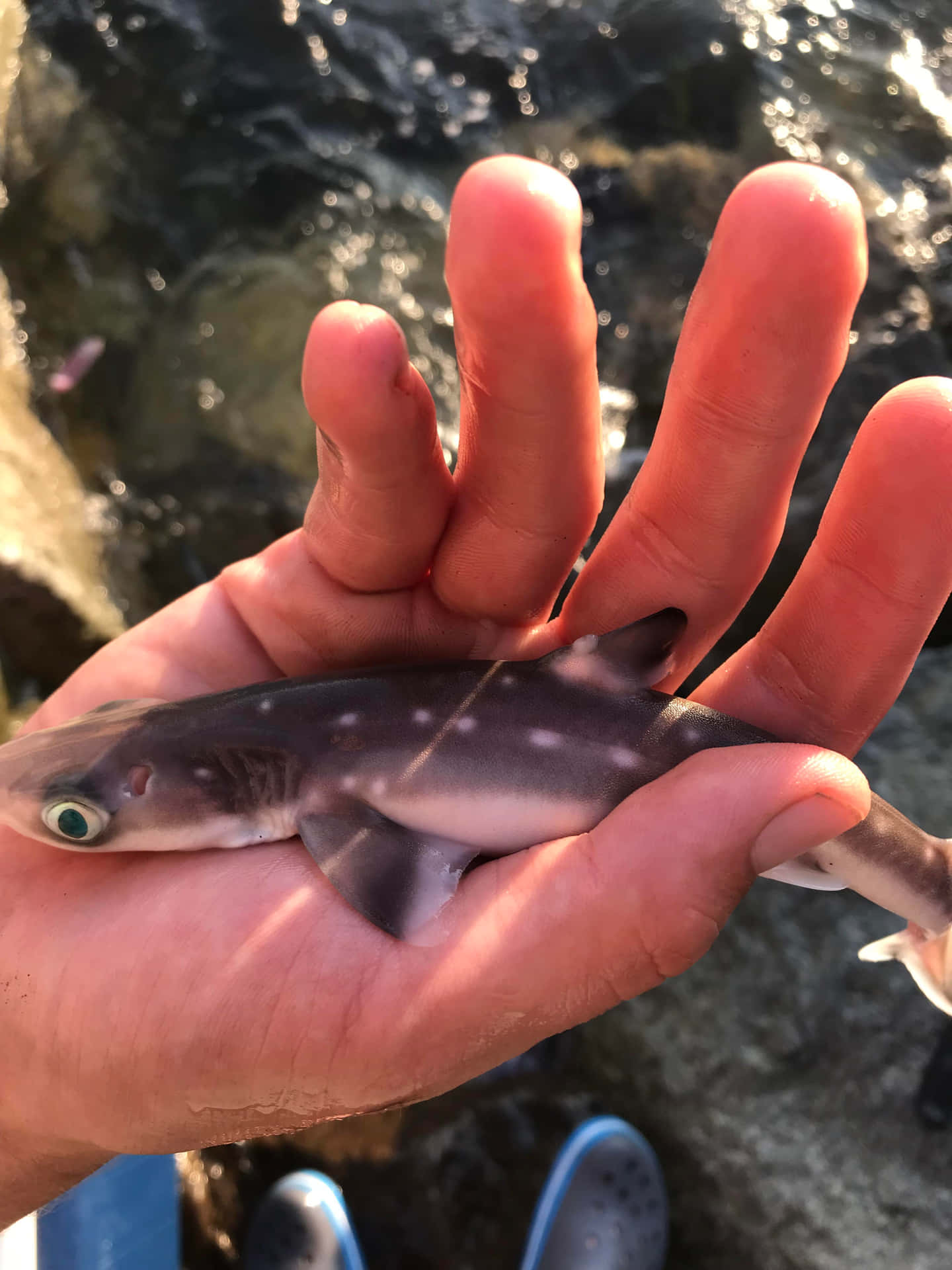  壁紙 — 一條細小斑點鯊魚，眼睛發出綠色光芒，在漣漪水邊輕輕地躺在一個人捧著的手中。