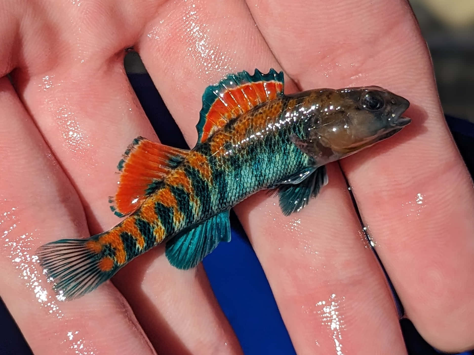  壁紙 — 一條帶有橙色和藍綠色魚鰭的小型鮮豔魚兒，在明亮陽光下躺在一個人濕潤的掌心中。