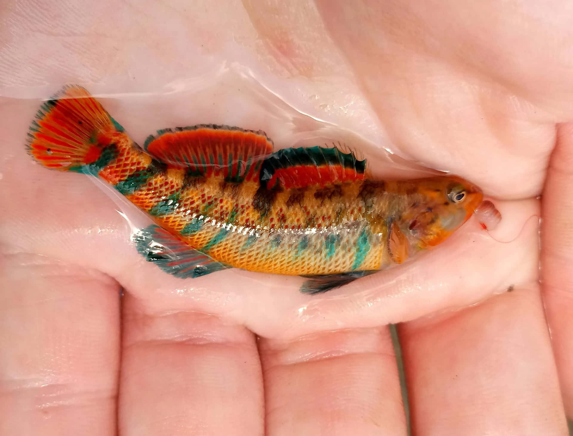  壁紙 — 一條細小、色彩鮮豔的魚，帶有橙色、紅色和藍綠色的魚鰭，在一個透明塑膠袋中休息，塑膠袋由一個人手持。