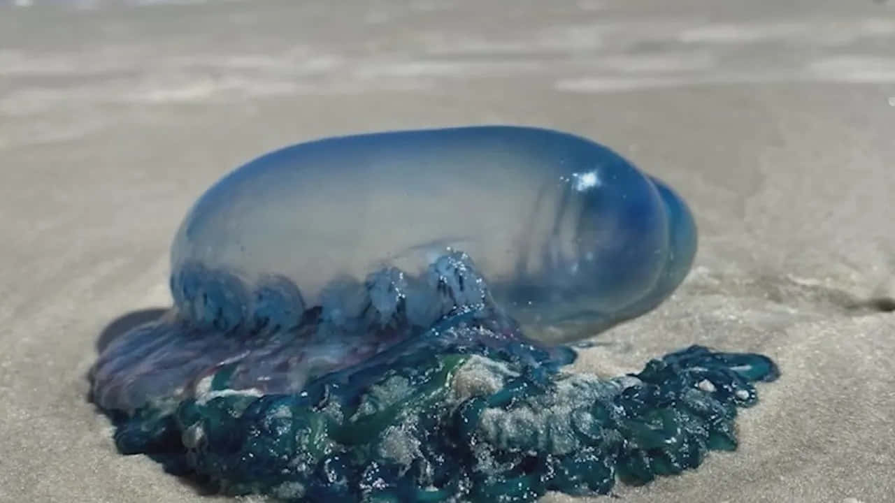  壁紙 — 一隻半透明的藍色水母在濕沙上休息，海浪輕輕拍打附近。