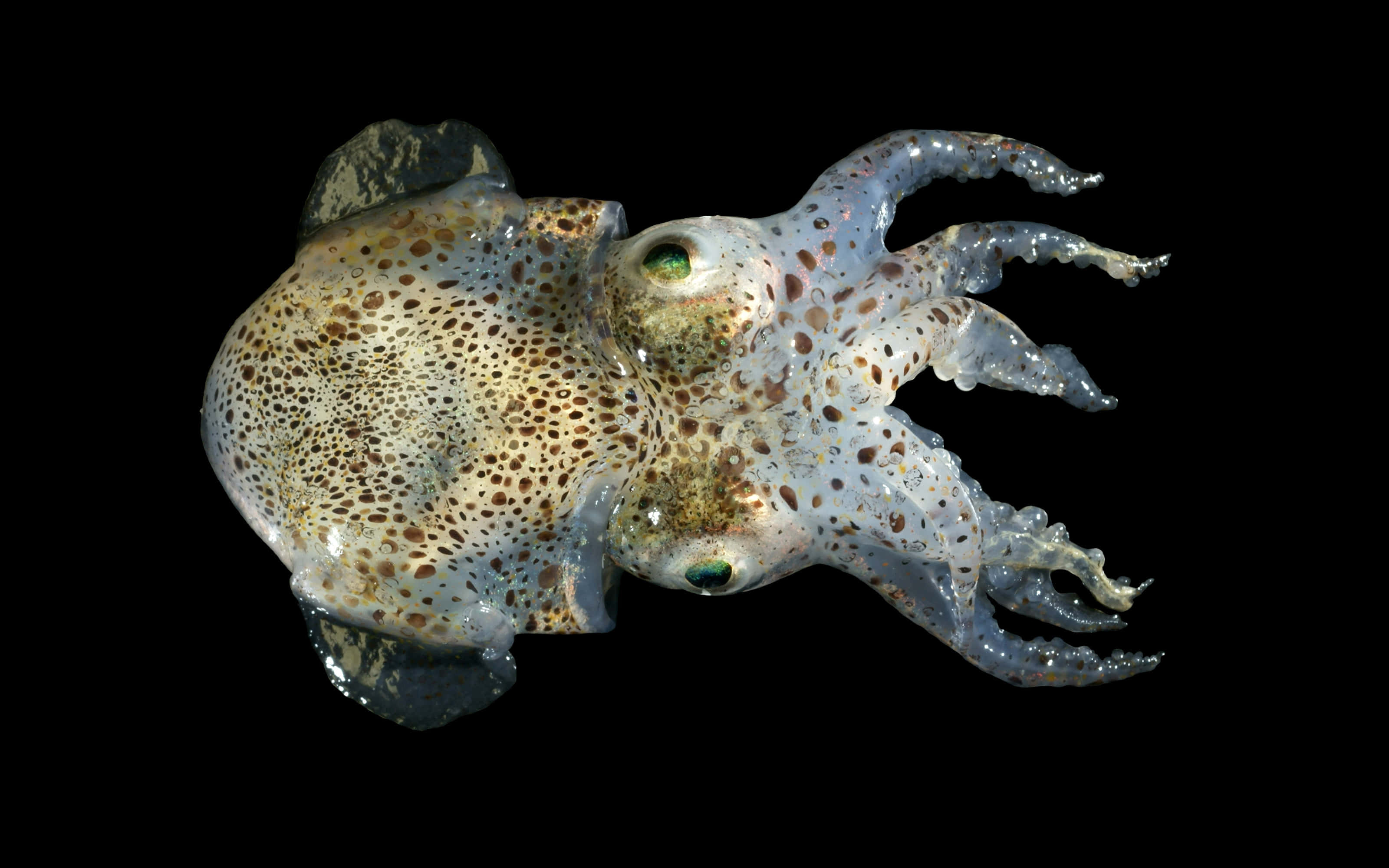 Giant Squids 桌布 壁紙 — 一隻半透明的墨魚，帶有棕色斑點和綠色眼睛，漂浮在純黑色背景上。
