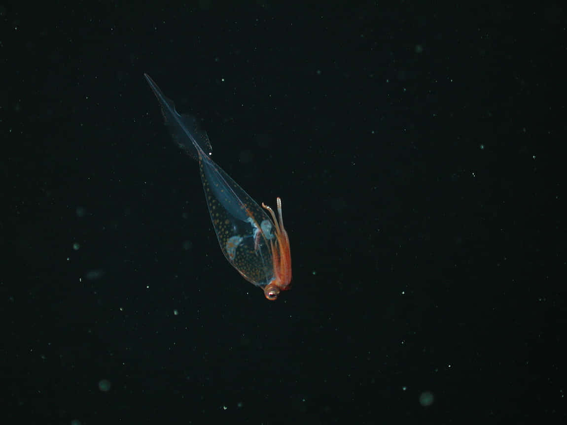  壁紙 — 一隻半透明的魷魚在漆黑的海水中滑行，海水點綴著漂浮的微粒。