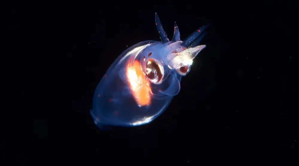  壁紙 — 一隻半透明的魷魚在漆黑的海底背景下發出內部橙色的光芒。