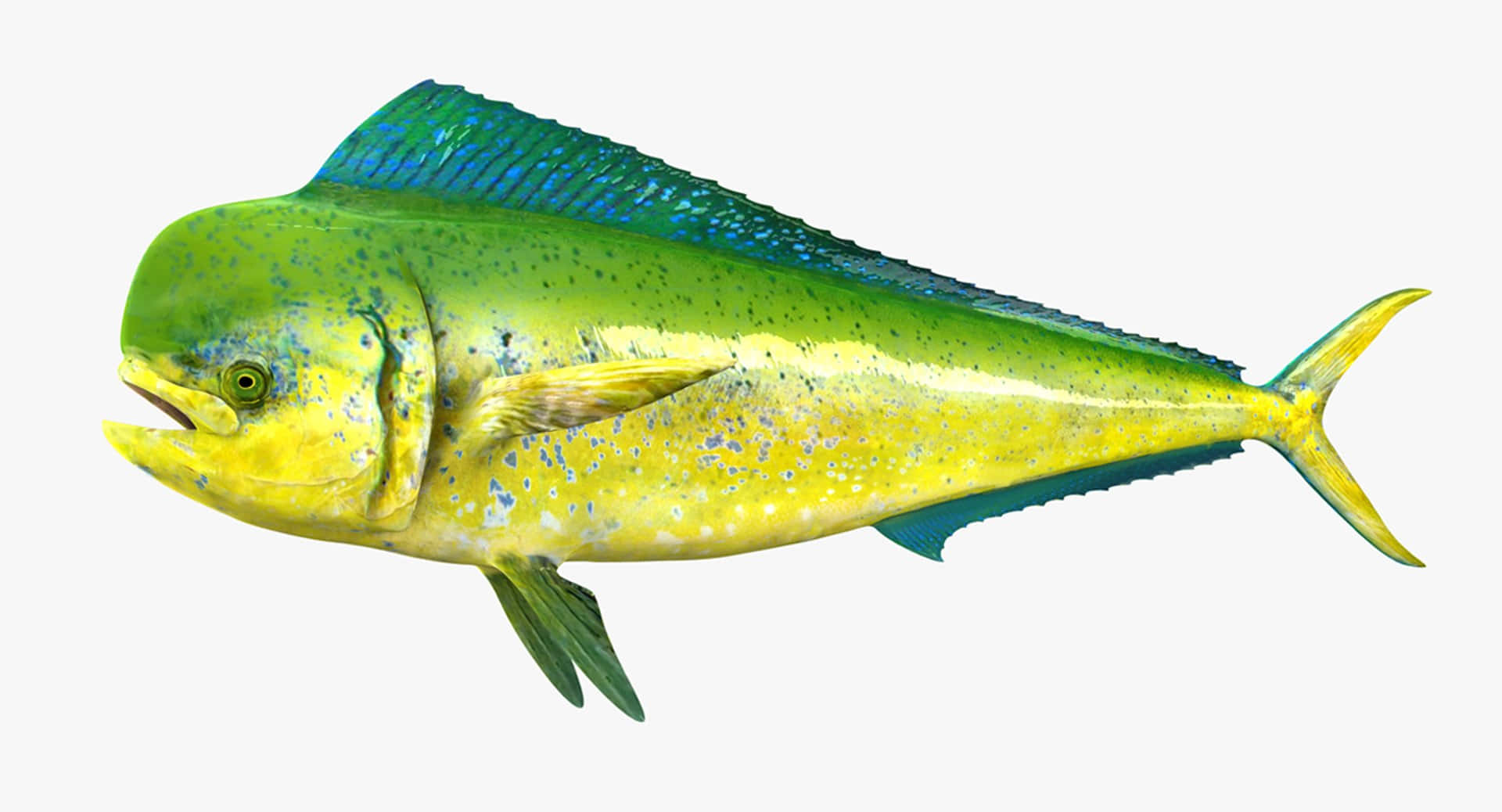  壁紙 — 一條色彩鮮豔的3D渲染鬼頭刀魚，身體呈黃綠色，背鰭藍色，在純白色背景上游動。