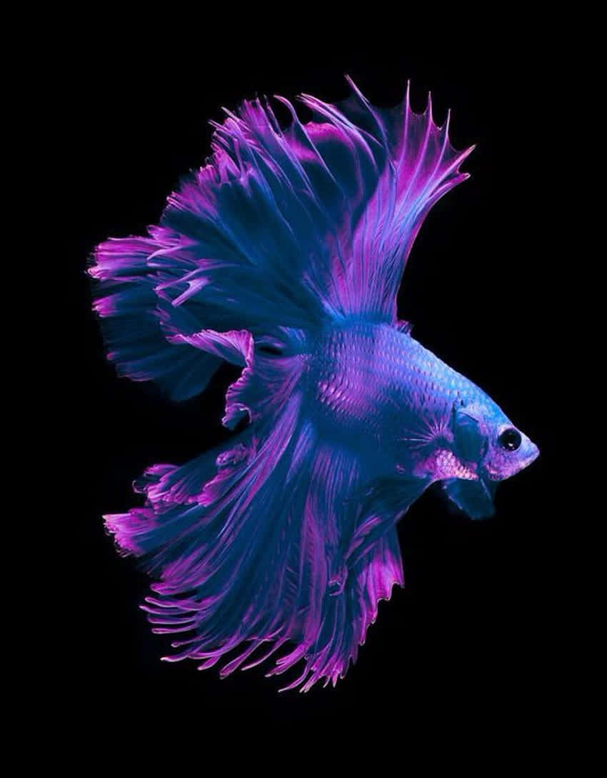  壁紙 — 一條鮮豔的藍色和紫色鬥魚，擁有流動的魚鰭，在純黑色背景上發光。