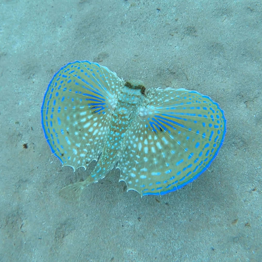  壁紙 — 一條充滿活力的藍白斑點魚，有著扇狀魚鰭，靜止不動地躺在沙質海床上。