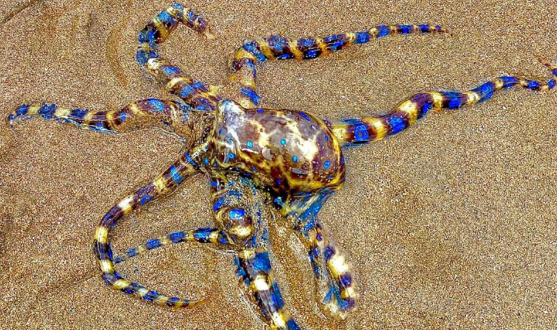  壁紙 — 一隻充滿活力的藍黃條紋章魚在海灘線的濕金色沙灘上休息。