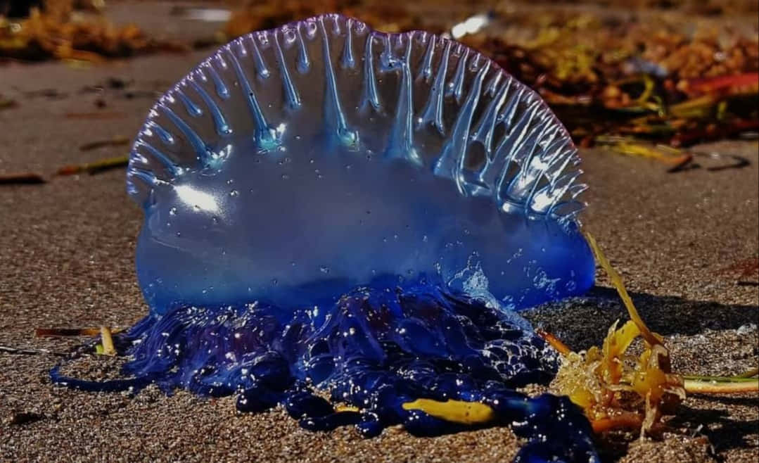  壁紙 — 一隻鮮藍色的葡萄牙戰艦水母在明亮的陽光下，躺在被海藻環繞的沙灘上。