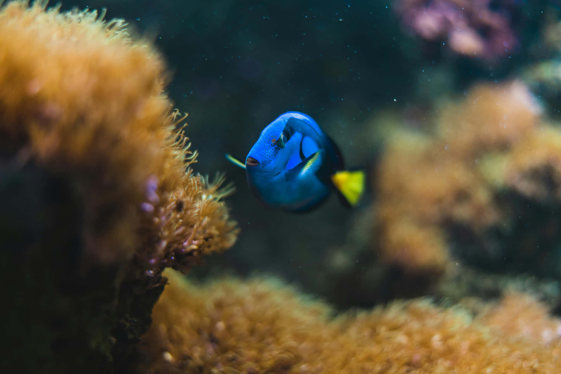  壁紙 — 一條充滿活力的藍色刺尾魚在昏暗的水下場景中，優雅地在毛茸茸的橙色珊瑚附近游動。