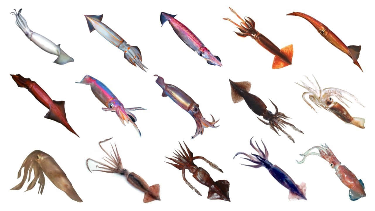  壁紙 — 一系列色彩繽紛、不同品種的魷魚在純白背景下漂浮，展現其虹彩光澤和獨特形態。
