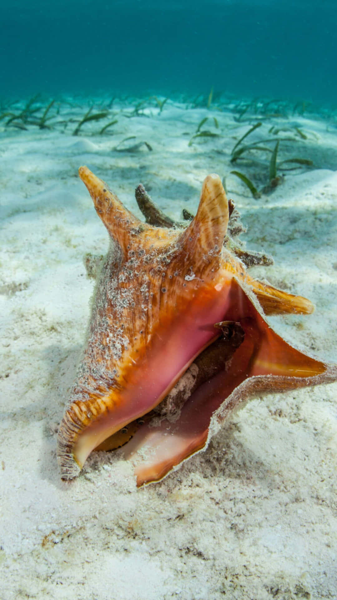  壁紙 — 一個色彩鮮豔的海螺殼躺在沙質海底，綠色海草在清澈的碧綠海水中搖曳。