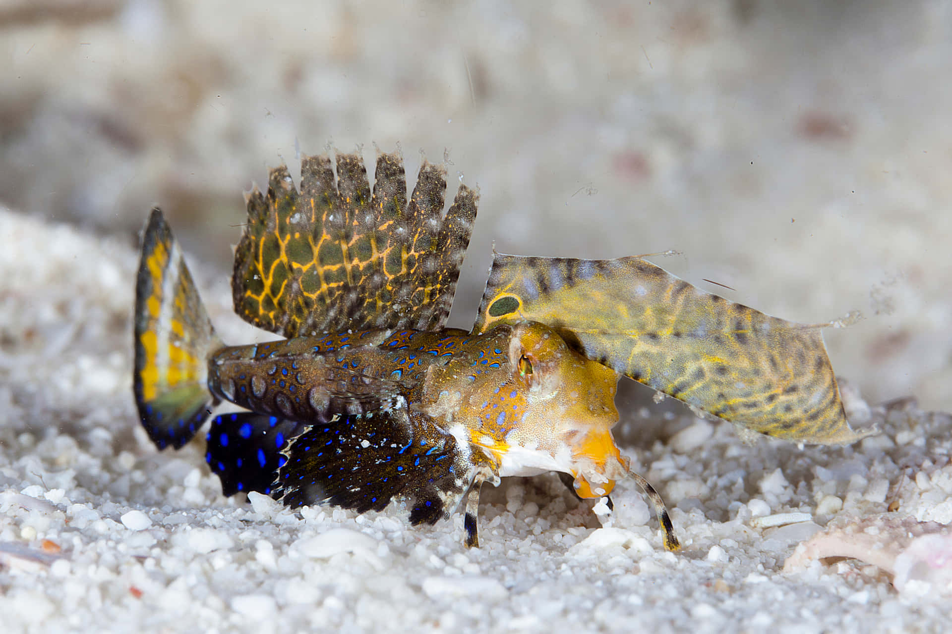  壁紙 — 一條色彩鮮豔、帶有斑點鰭的龍魚在沙質海床上靠近珊瑚碎片處休息。