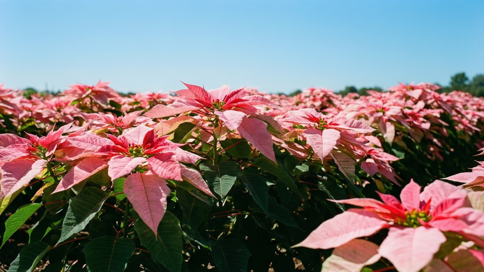 Pink Poinsettia Meadow 壁紙 — 一片充滿活力的粉紅色聖誕紅花田在晴朗的藍天下伸展，伴隨著茂盛的綠葉。