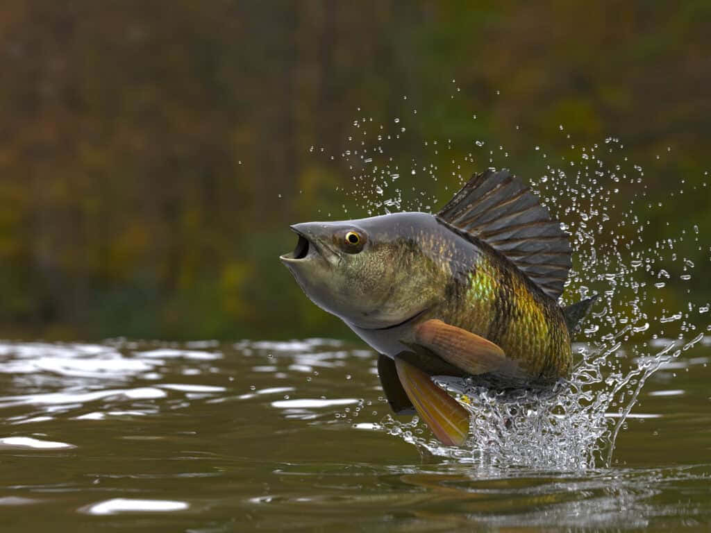  壁紙 — 一條充滿活力的魚從渾濁的水中戲劇性地躍起，濺起閃閃發光的水花，形成動態的飛濺。