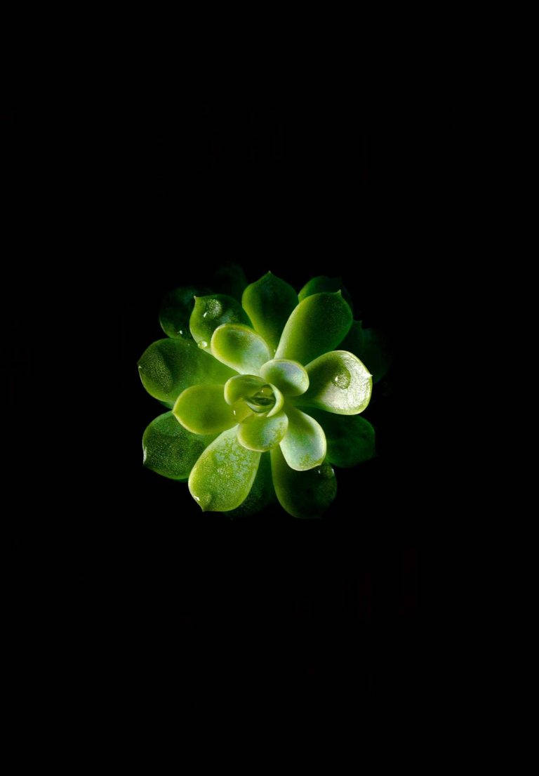 在黑色背景上閃耀的綠色多肉植物帶著露珠。 — iPad 壁紙