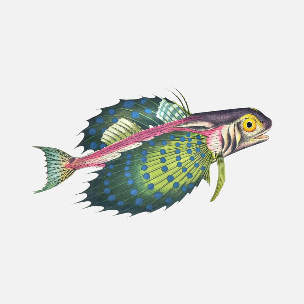  壁紙 — 一條色彩鮮豔的插圖魚，帶有綠色斑點魚鰭和粉紅色條紋，在純色背景中游動。