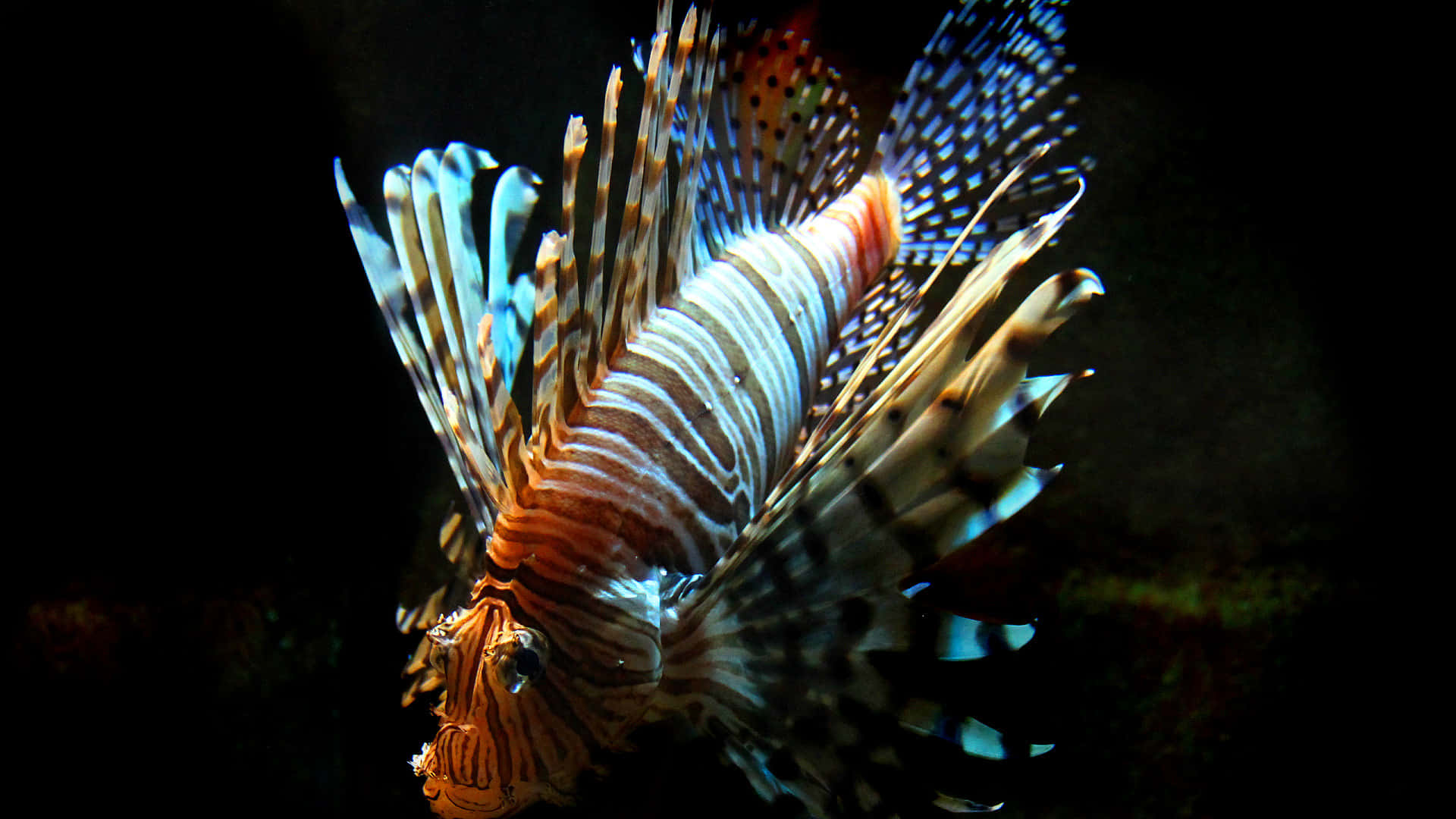  壁紙 — 一條色彩鮮豔的獅子魚，帶有橙色、白色和藍色條紋，在黑暗的水下背景下發光。