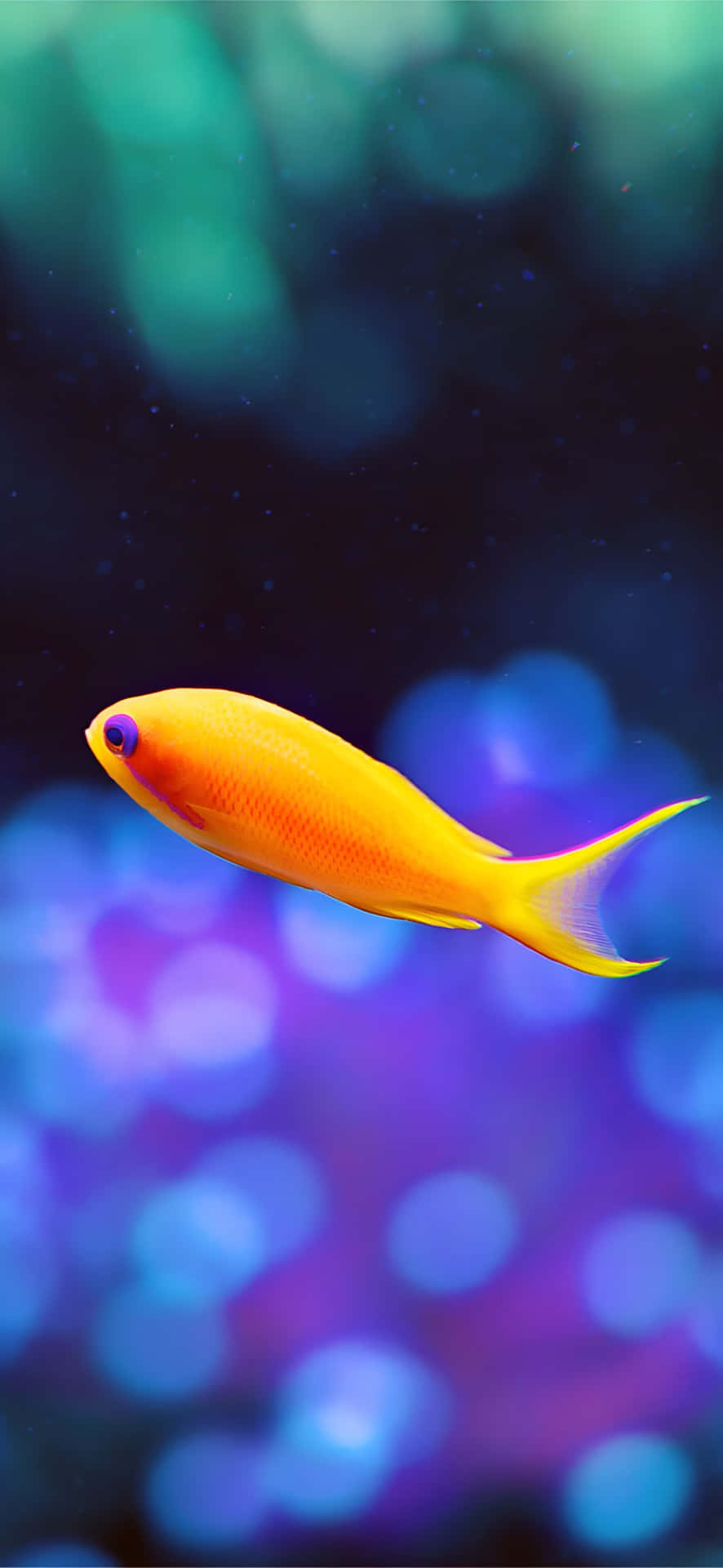  壁紙 — 一條充滿活力的橙色魚在夢幻般的水下場景中滑行，伴隨著發光的藍色和紫色散景燈光。