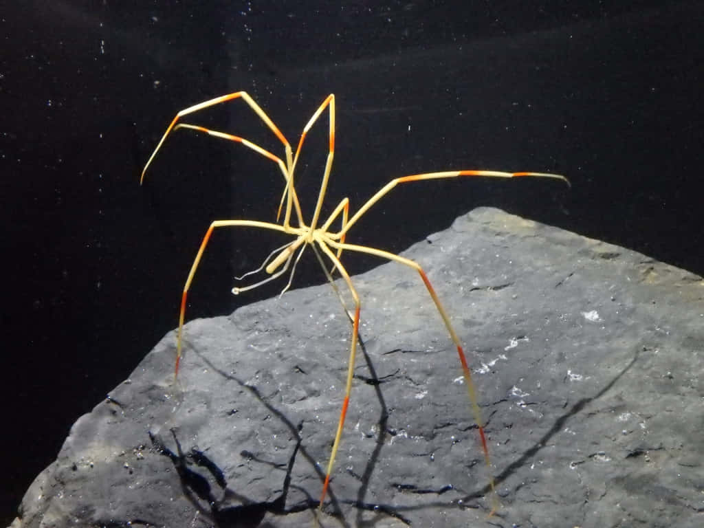 Sea Spider 桌布 壁紙 — 一隻鮮豔的橙色蜘蛛蟹，長著細長的腿，棲息在水下黑色背景中的一塊深色紋理岩石上。