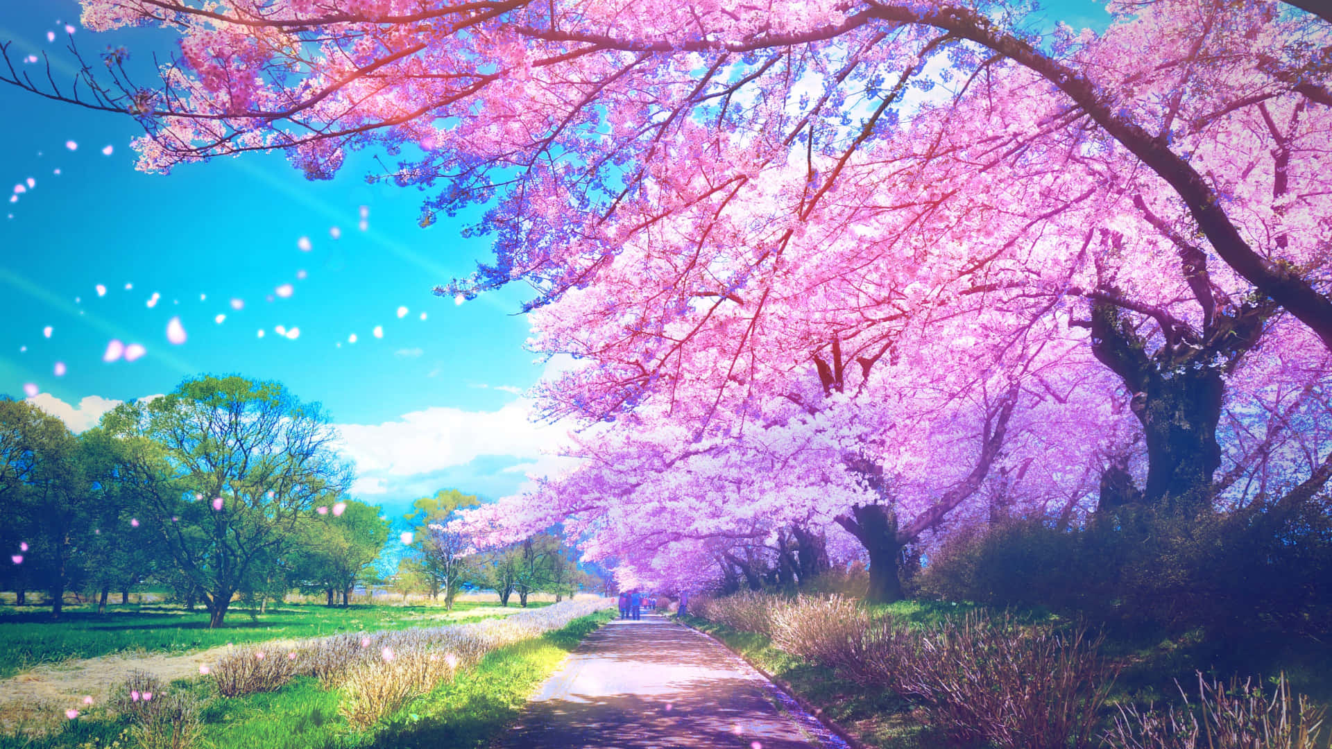  壁紙 — 一條充滿活力的小徑蜿蜒在盛開的粉紅色櫻花樹冠下，映襯著明亮的藍天和飄浮的花瓣。