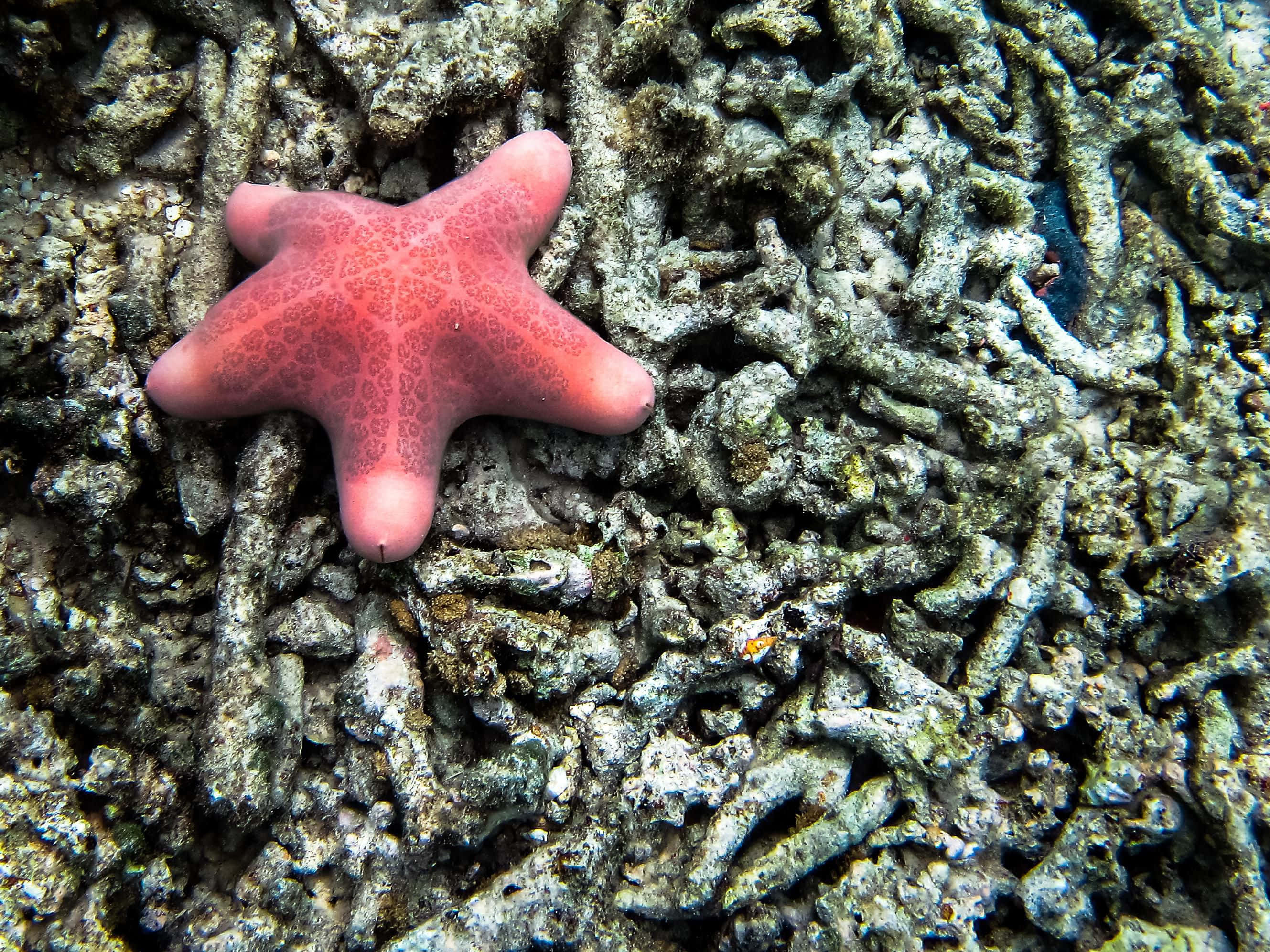 Echinoderm 桌布 壁紙 — 一隻充滿活力的粉紅色海星在清澈海水下的紋理灰色珊瑚礁上休息。