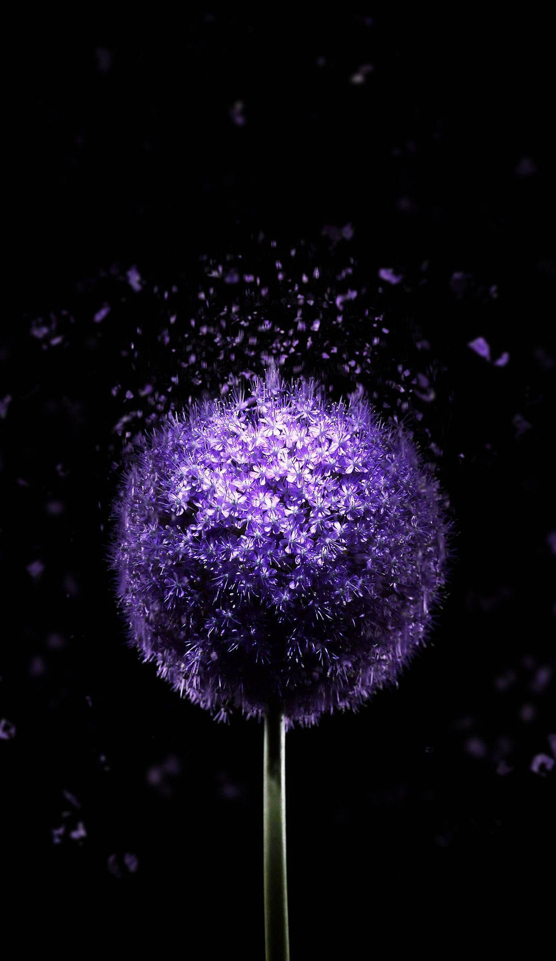 一朵發光的紫色蔥花，花瓣在黑色背景下綻放。 — Amoled 壁紙
