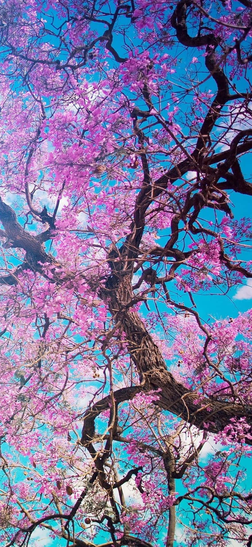  壁紙 — 一棵充滿活力的紫色開花樹，帶有扭曲的深色樹枝，在藍天白雲的背景下向上伸展。