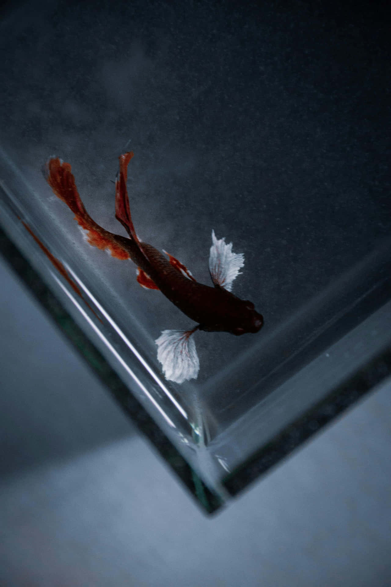  壁紙 — 一條鮮豔的紅白鬥魚在黑暗背景下，於透明水族箱的玻璃角落附近優雅地游動。