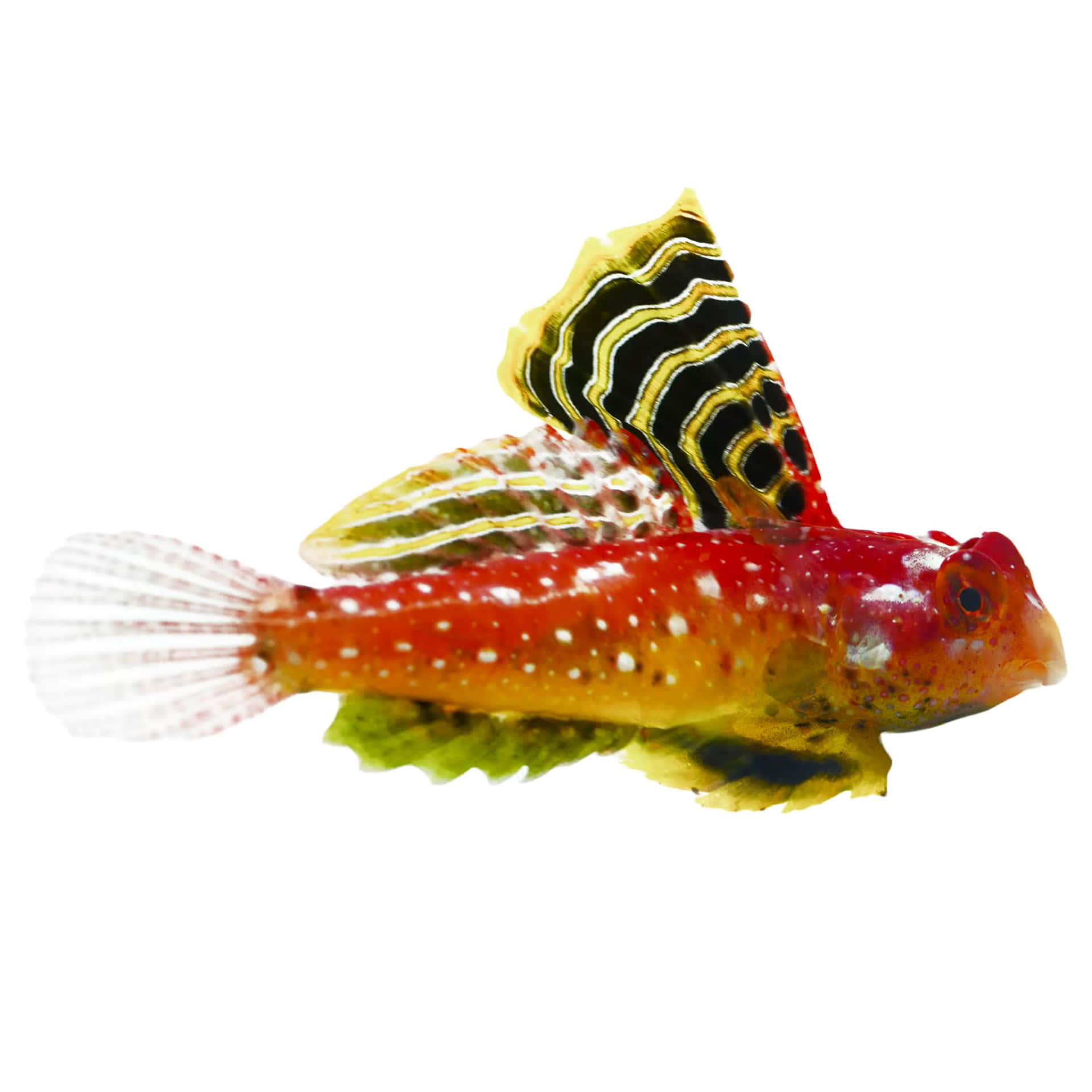  壁紙 — 一條鮮豔的紅黃相間的魚，帶有黑色條紋的鰭和白色斑點，在純白色背景上游動。