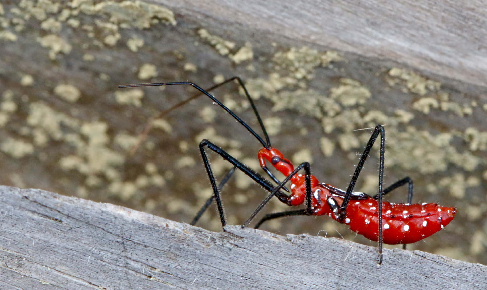  壁紙 — 一隻鮮紅色的獵蝽（assassin bug）長著黑色腿，棲息在風化的灰色木頭上，其斑點身體與紋理樹皮形成鮮明對比。