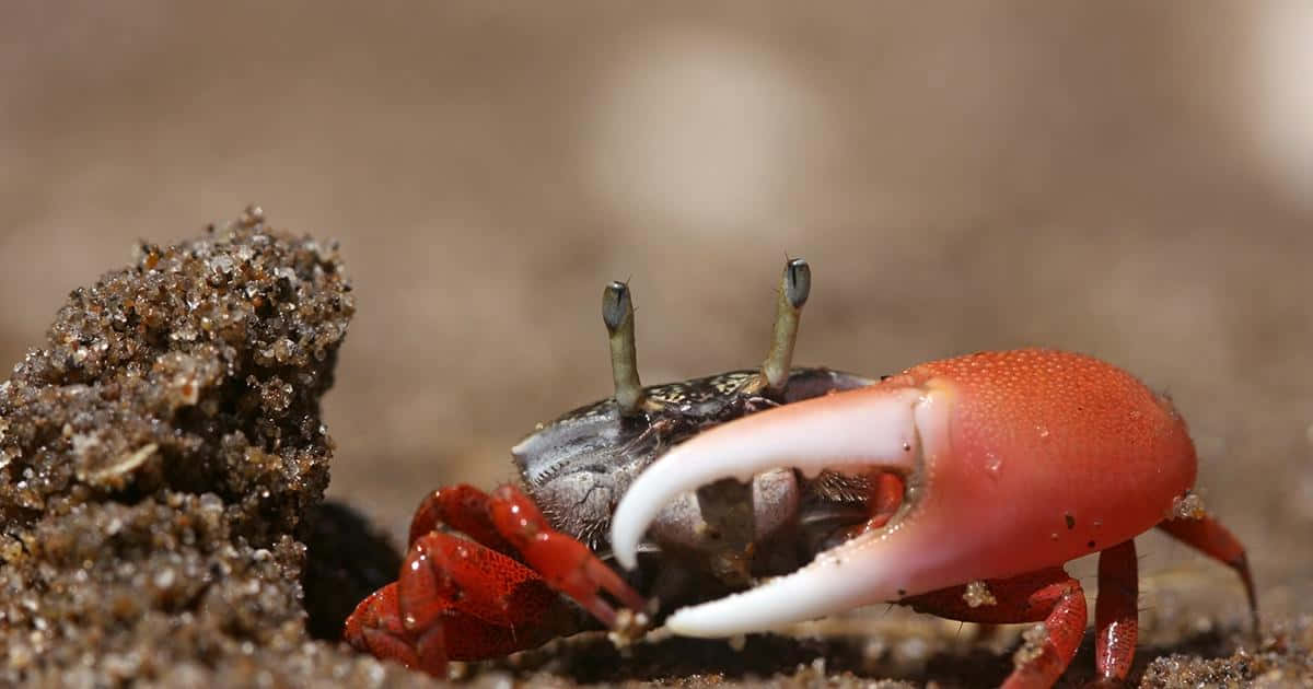  壁紙 — 一隻鮮紅色的螃蟹，帶有巨大的白色鉗子，在明亮的日光下從沙洞中出現。