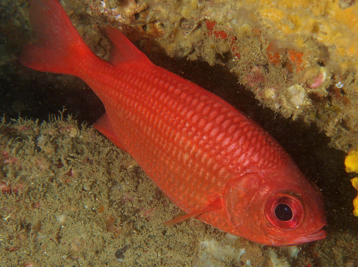 Soldierfish 桌布 壁紙 — 一條鮮紅色的魚，帶有紋理鱗片，在清澈的水下光線中游近色彩繽紛的珊瑚礁。
