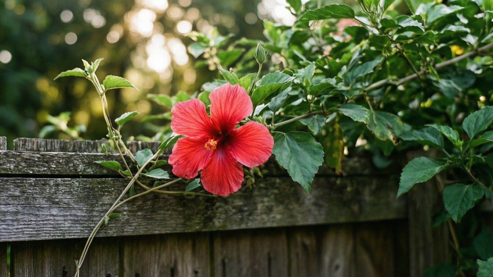 Garden Vine Hibiscus 壁紙 — 一朵鮮豔的紅色木槿花在風化的木柵欄上盛開，背景有茂密的綠葉和柔和的金色陽光穿透。