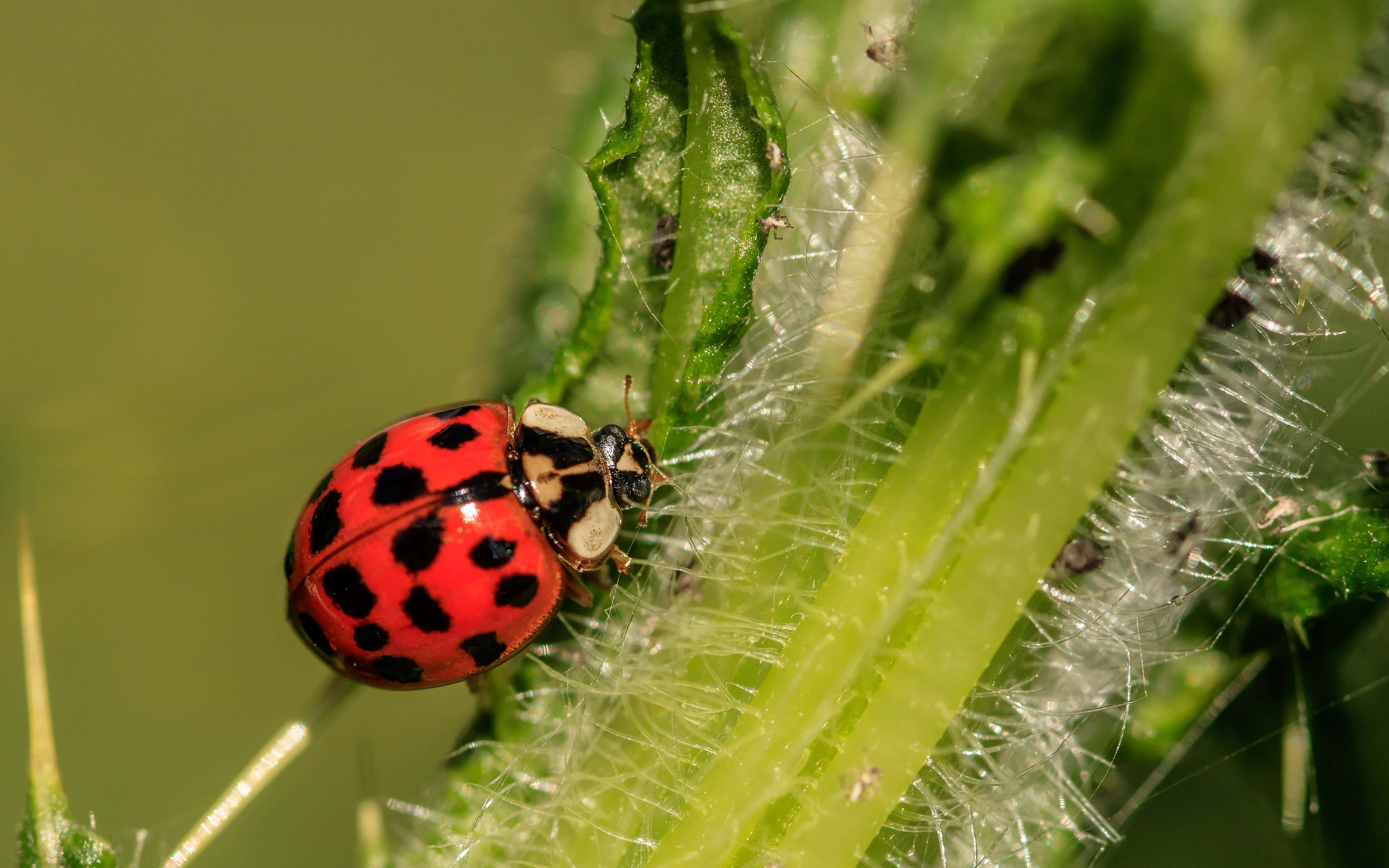 ladybug 桌布 壁紙 — 一隻鮮紅色的瓢蟲帶有黑色斑點，在明亮的陽光下緊貼在毛茸茸的綠色植物莖上。
