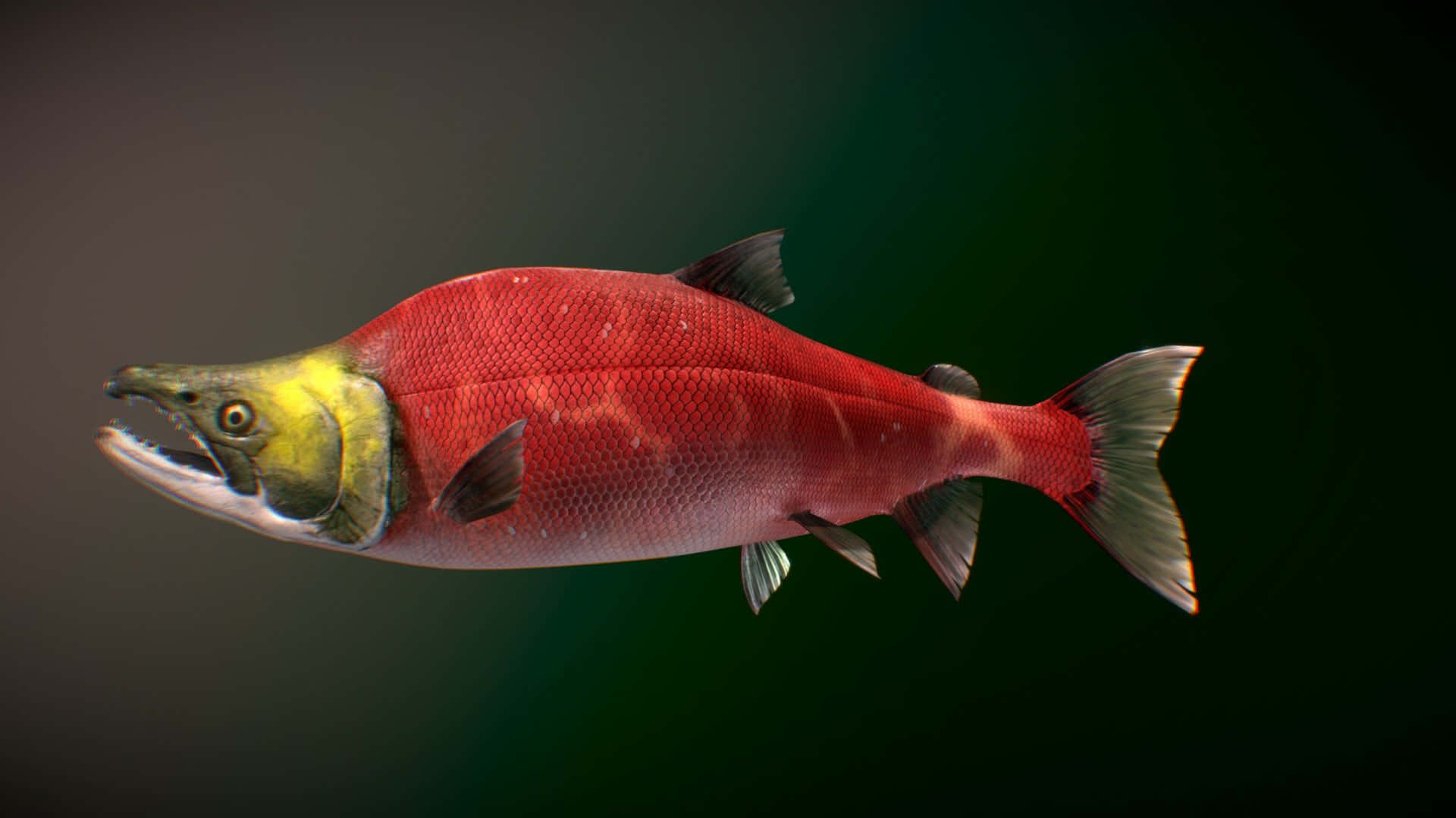  壁紙 — 一條鮮紅色的鮭魚，頭部黃色，在深色漸層背景中優雅地游動。