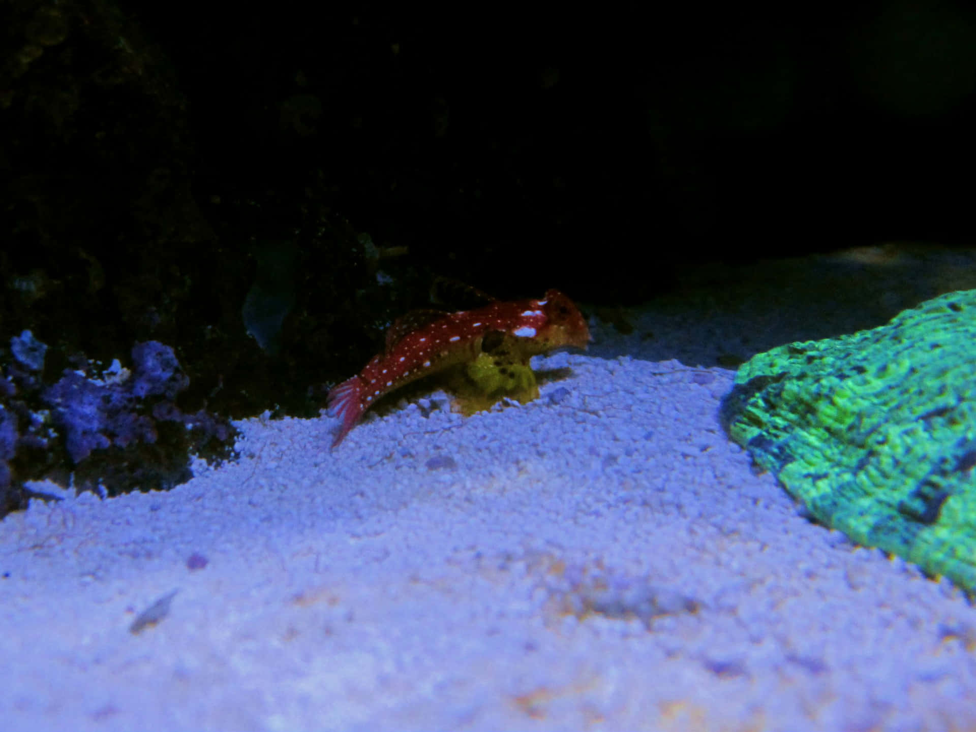  壁紙 — 一條鮮紅色斑點魚在昏暗的水族箱中，躺在藍色沙子上，旁邊是發光的綠色珊瑚。