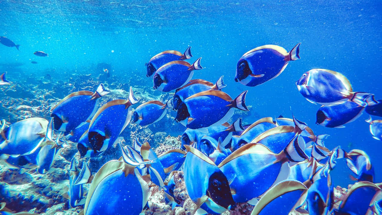  壁紙 — 一群充滿活力的藍倒吊魚在清澈的碧綠海水中，優雅地游過陽光照射的珊瑚礁。