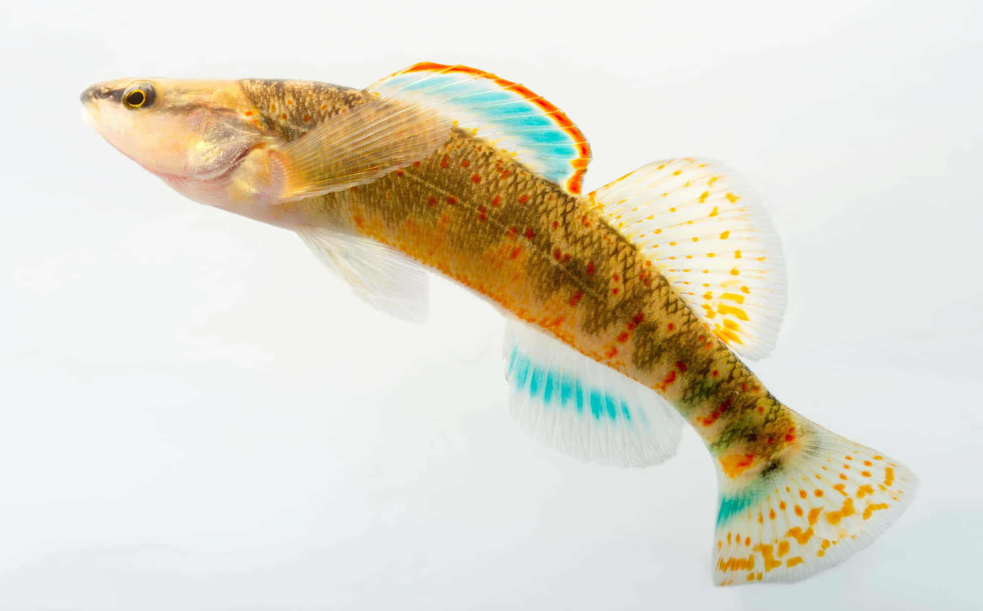  壁紙 — 一條充滿活力的小魚，帶有橙紅色斑點和藍色邊緣的魚鰭，在純白色背景上游動。