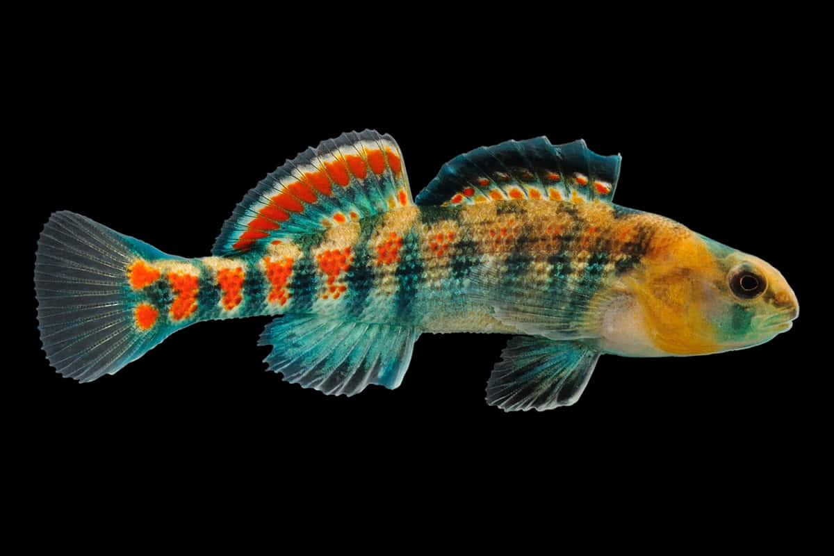  壁紙 — 一條充滿活力的小魚，帶有橙色斑點和藍色魚鰭，在純黑色背景下游泳。